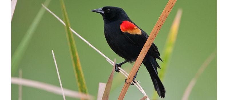 Red-WInged Blackbird Perching